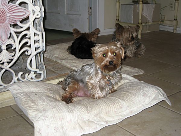 Puppies! 009