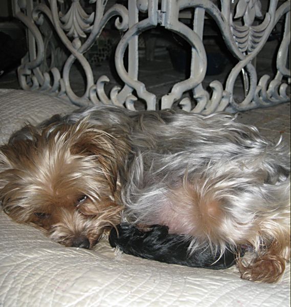 Puppies! 025