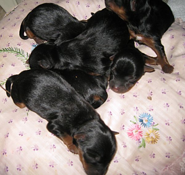 Puppies! 034