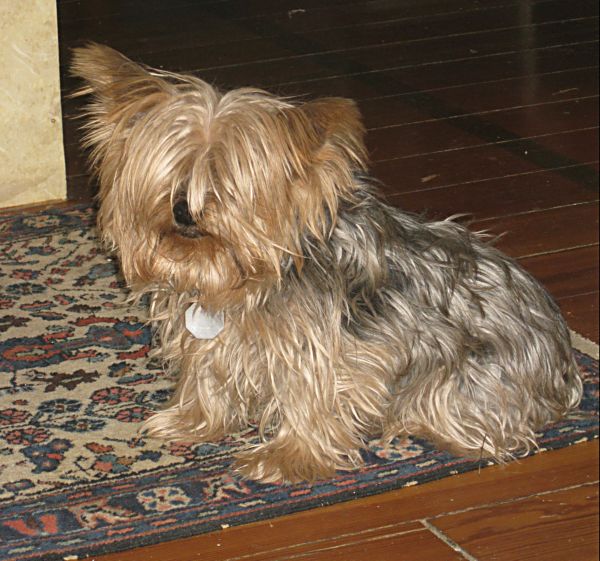 Puppies! 026