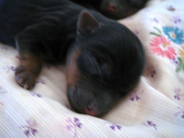 Puppies! 039