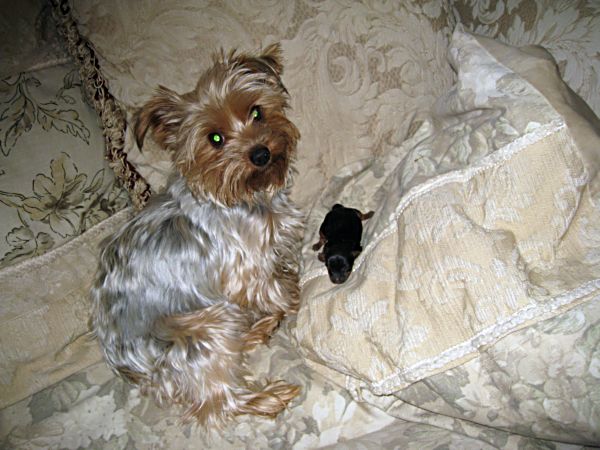 Puppies! 041
