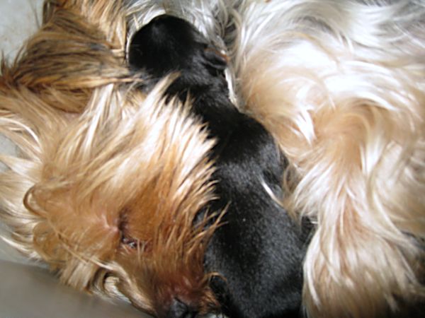 Puppies! 084