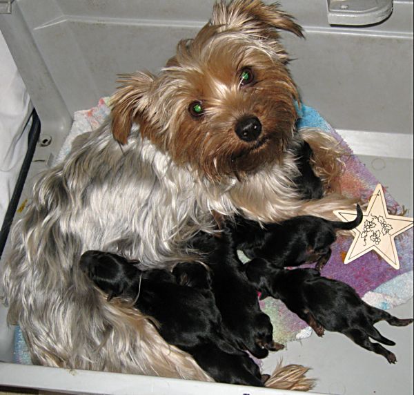 Puppies! 071