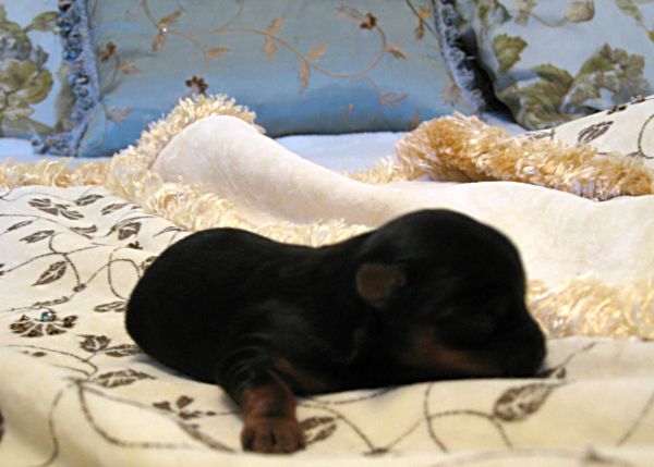 Puppy love swap 041