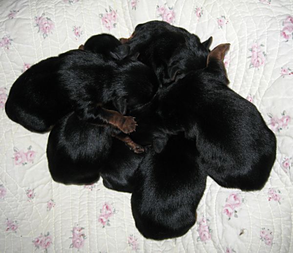 Puppies! 089