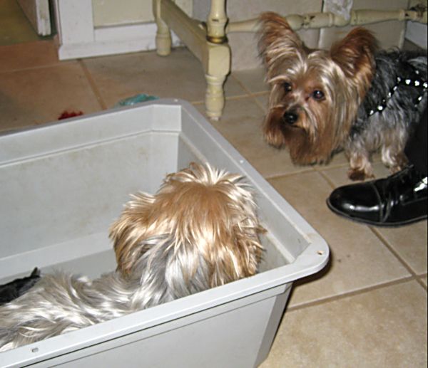 Puppies! 074