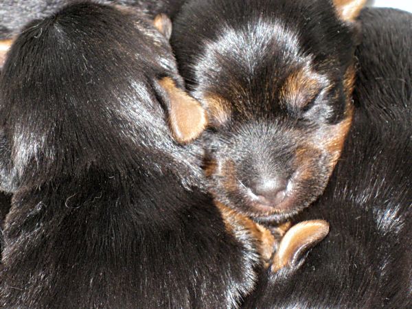 Puppy love swap 087