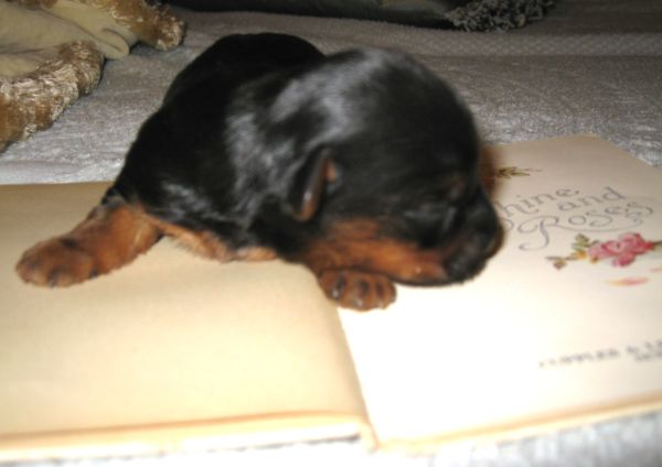 Puppy love swap 069