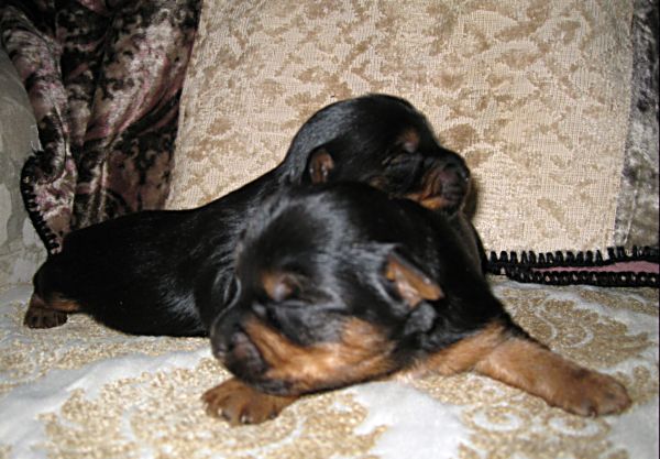 Puppies! 091