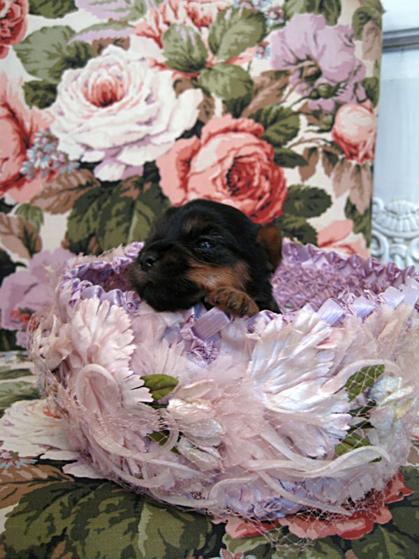 Puppies! 161