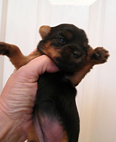 Puppies! 136