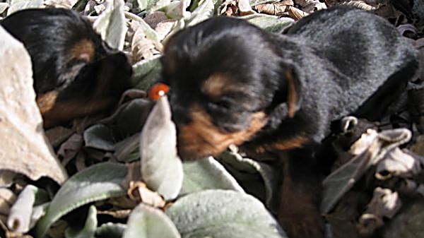 Puppies! 183