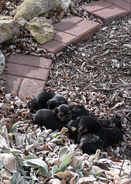 Puppies! 162