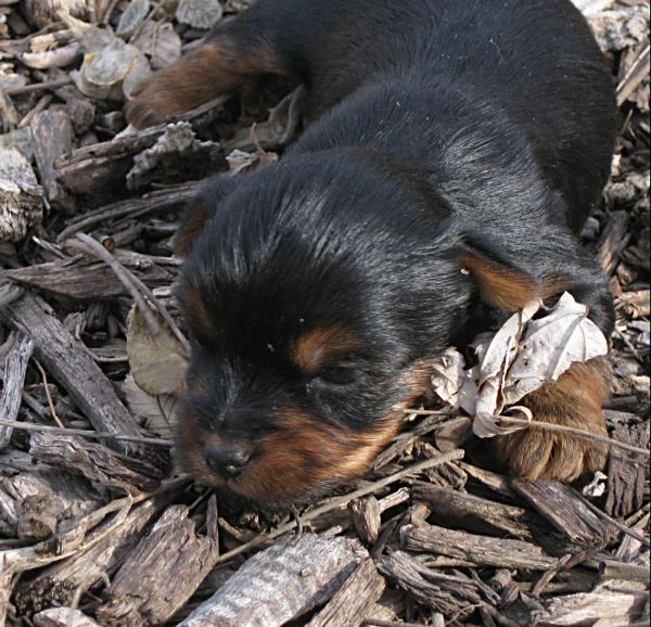 Puppies! 169