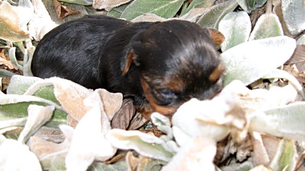 Puppies! 173