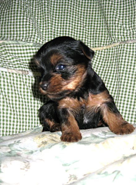 Puppies! 197