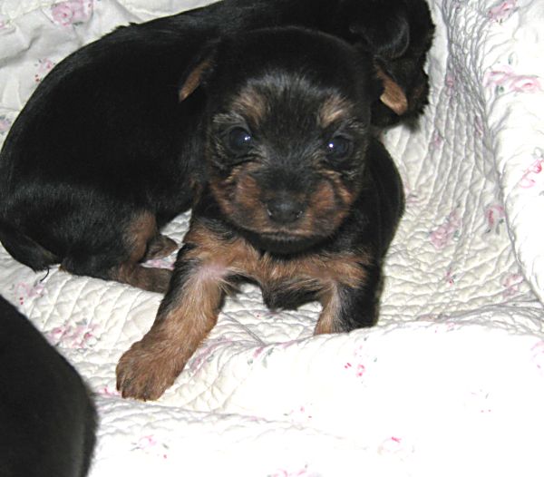 Puppies! 189