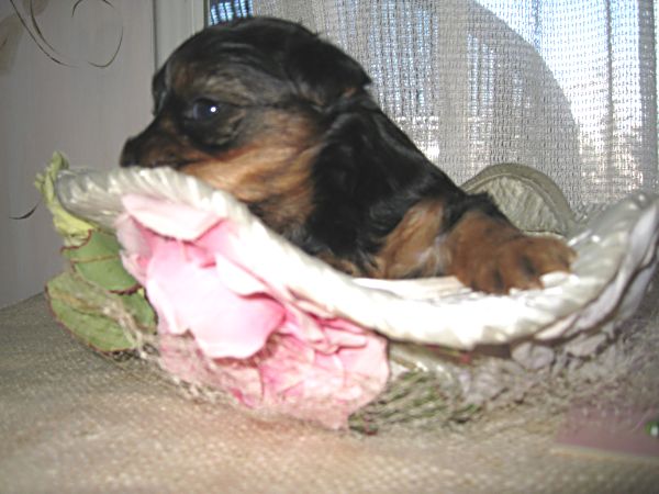 Puppy contest 004
