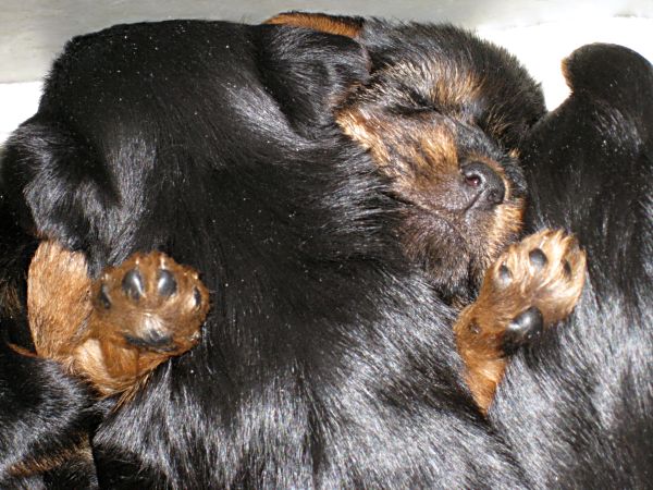 Puppies! 274