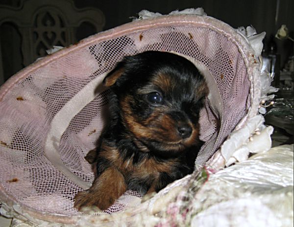 Puppies! 272