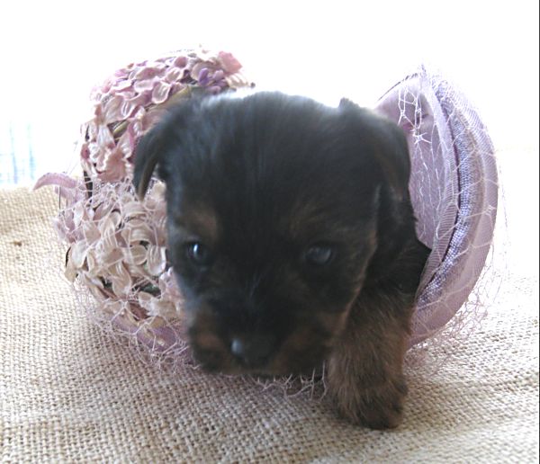 Puppy contest 025