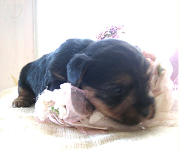 Puppy contest 033