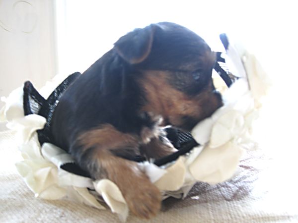 Puppy contest 036