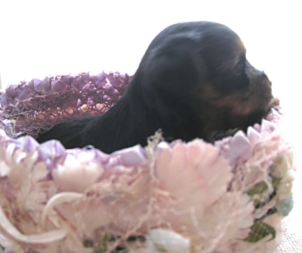 Puppy contest 043
