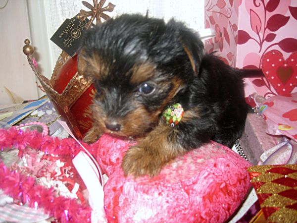 Puppies! 306