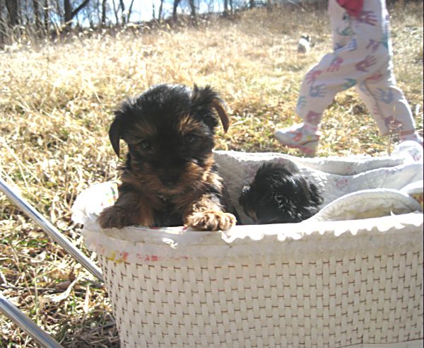 Puppies! 415