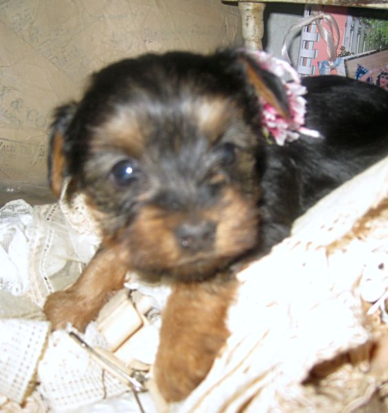 Puppies! 319