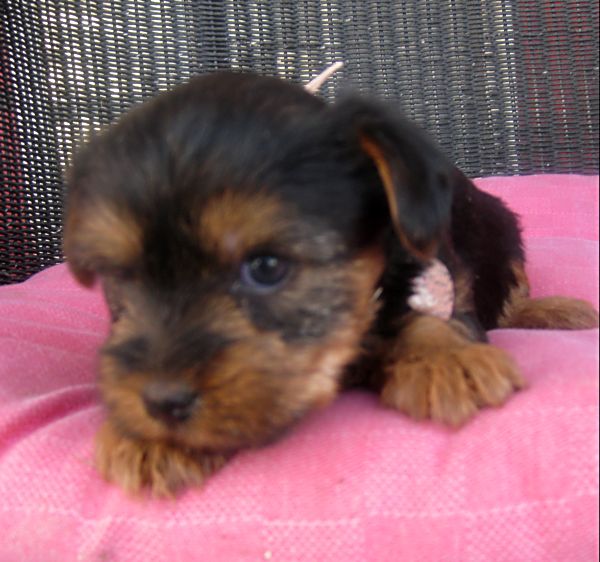 Puppies! 290