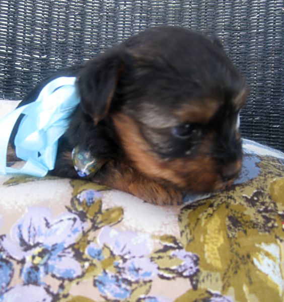 Puppies! 293