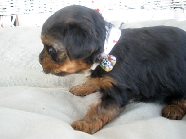 Puppies! 298
