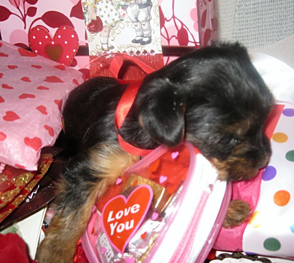 Puppies! 303