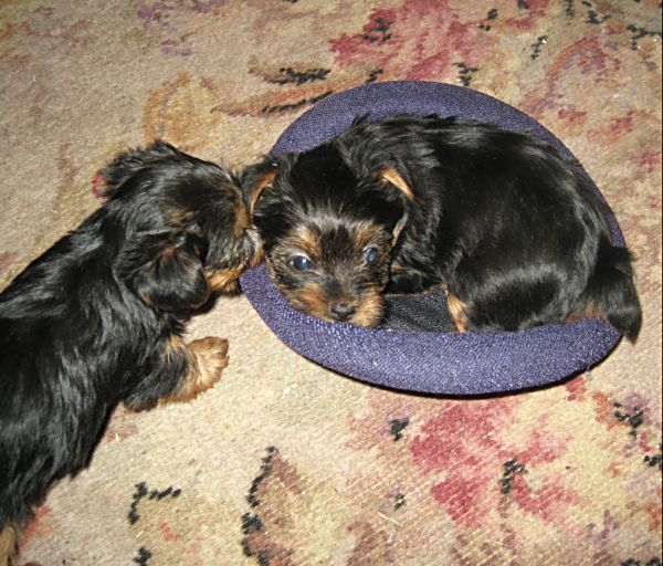 Puppies! 413