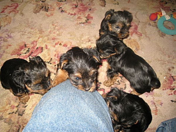 Puppies! 427