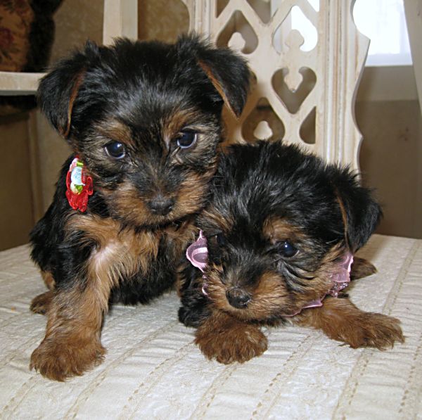 Running puppies 031