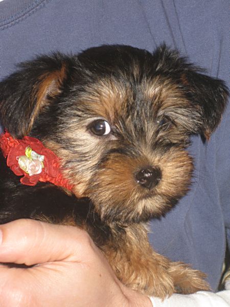 Puppies! 477