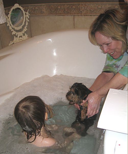 Puppies! 528