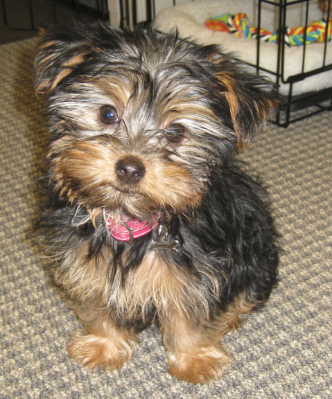 Lola