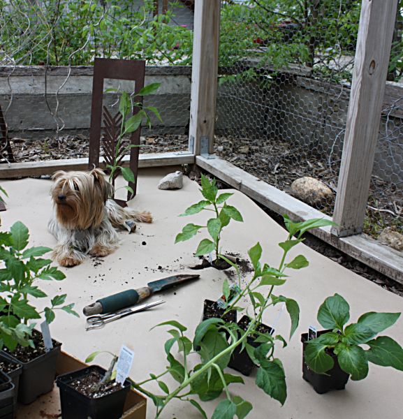 Garden 003