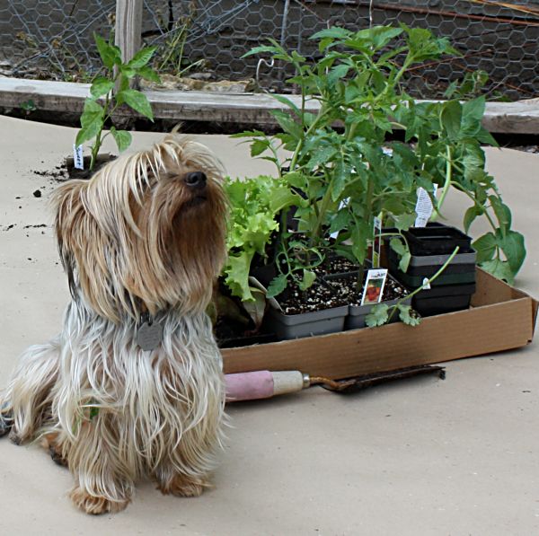 Garden 001