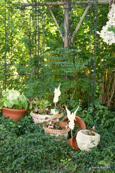 New plants 014