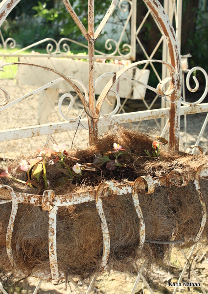 New plants 016