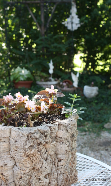 New plants 015