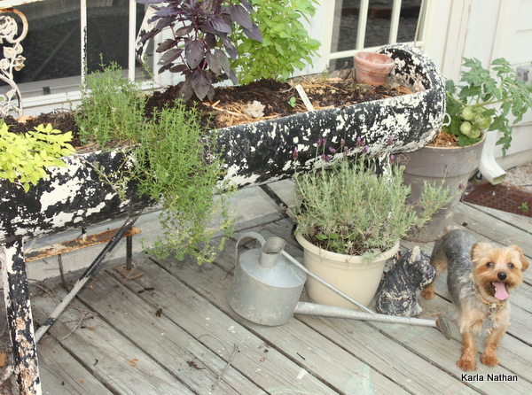 New plants 023