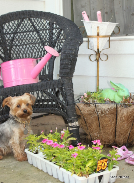 New plants 004