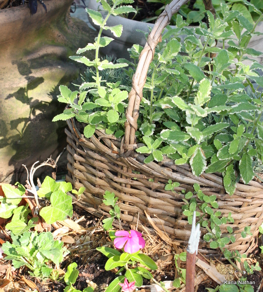 New plants 042
